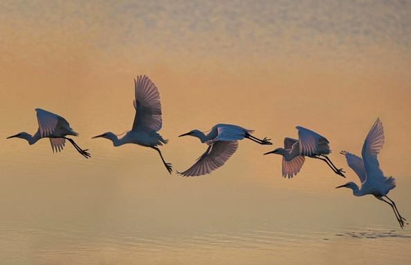 Conoce a las aves